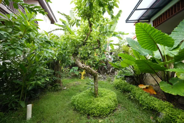 garden outdoor 11