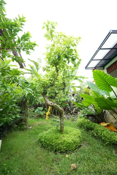 garden outdoor 12
